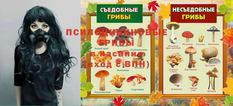 Галлюциногенные грибы Psilocybe  Красный Сулин 